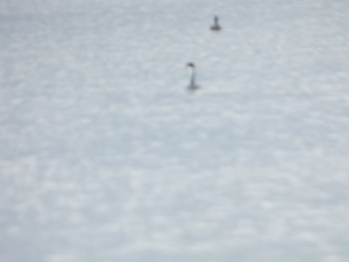 Western/Clark's Grebe - ML563091341