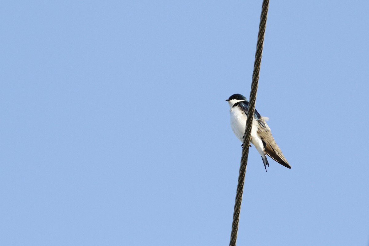 Tree Swallow - Kyle Lima