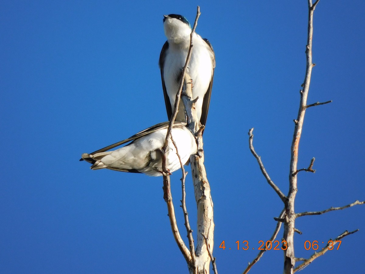 Tree Swallow - ML563091711