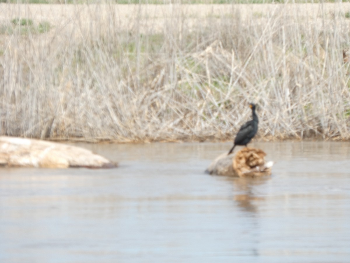 Cormoran à aigrettes - ML563091831