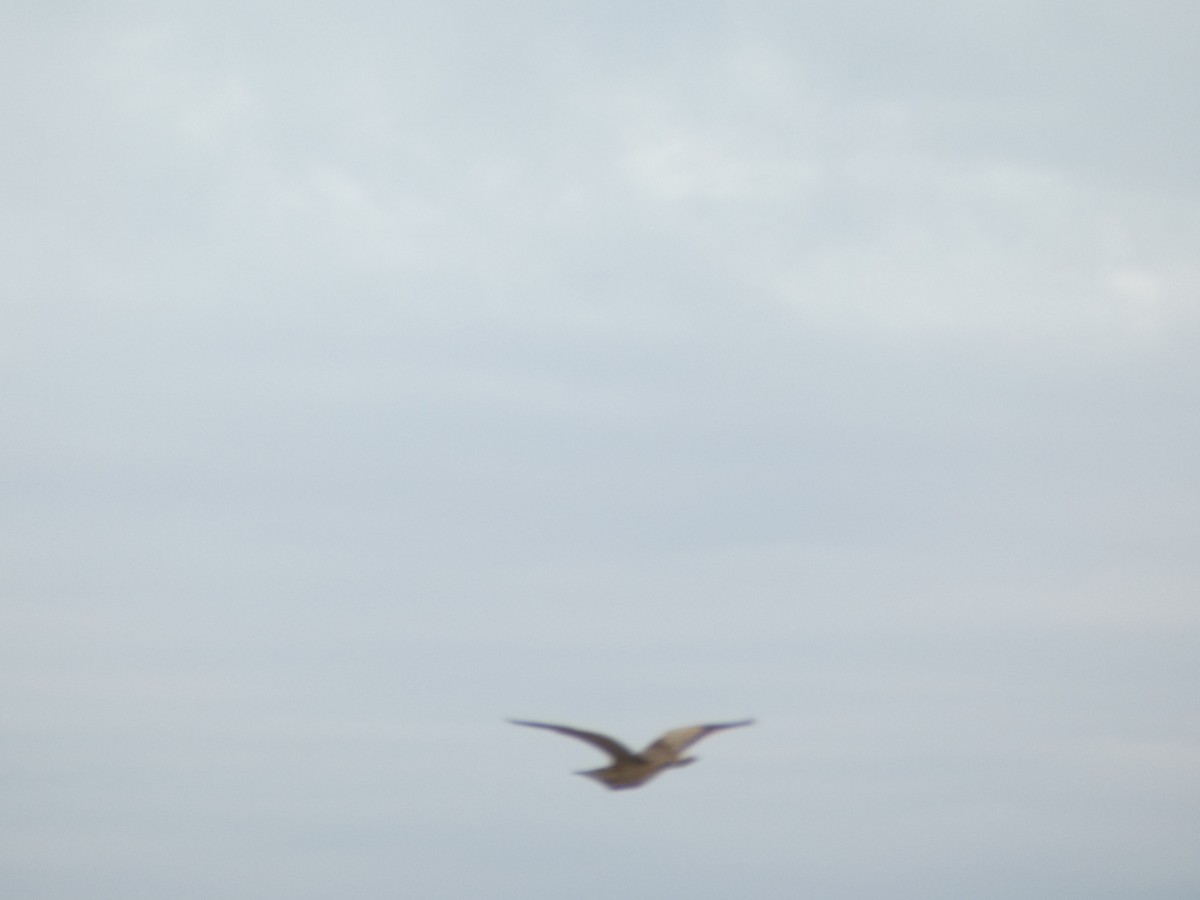 Black-crowned Night Heron - ML563092161