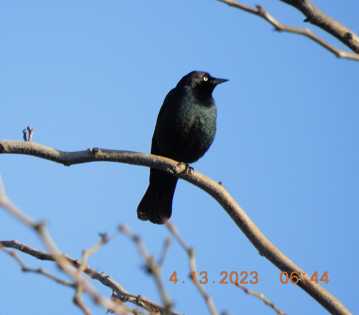 Brewer's Blackbird - ML563092221