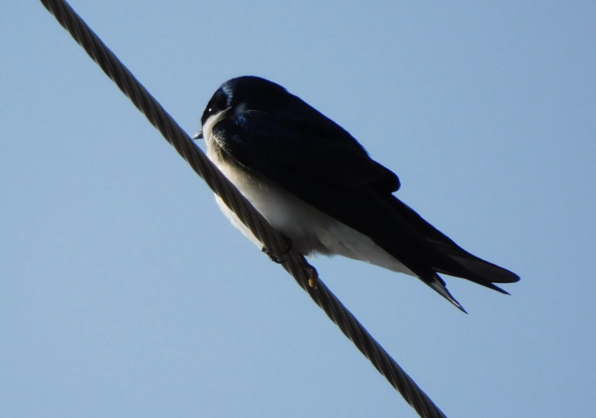 Tree Swallow - ML563092361