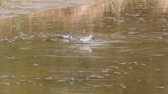 Stilt Sandpiper - ML563092731