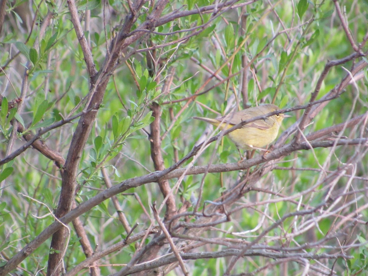 Orange-crowned Warbler - ML563093531