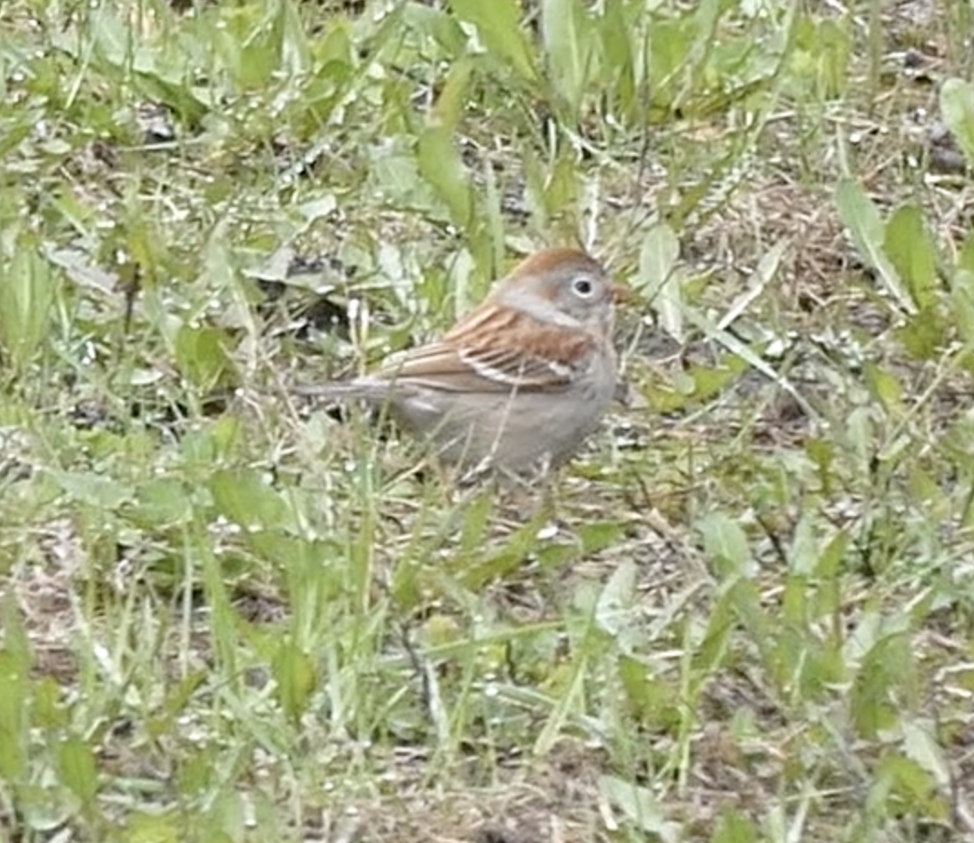 Field Sparrow - ML563094061