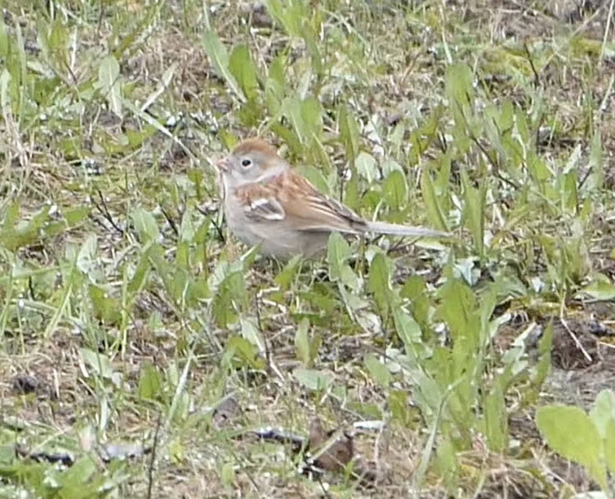 Field Sparrow - ML563094081