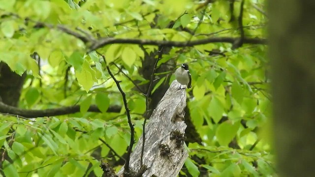 Semicollared Flycatcher - ML563094691