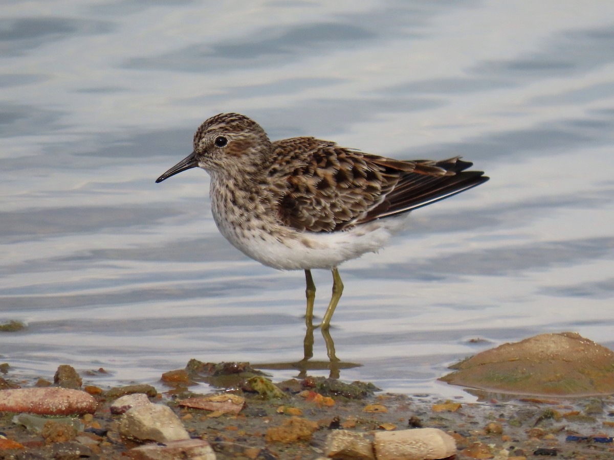 Least Sandpiper - ML563095511