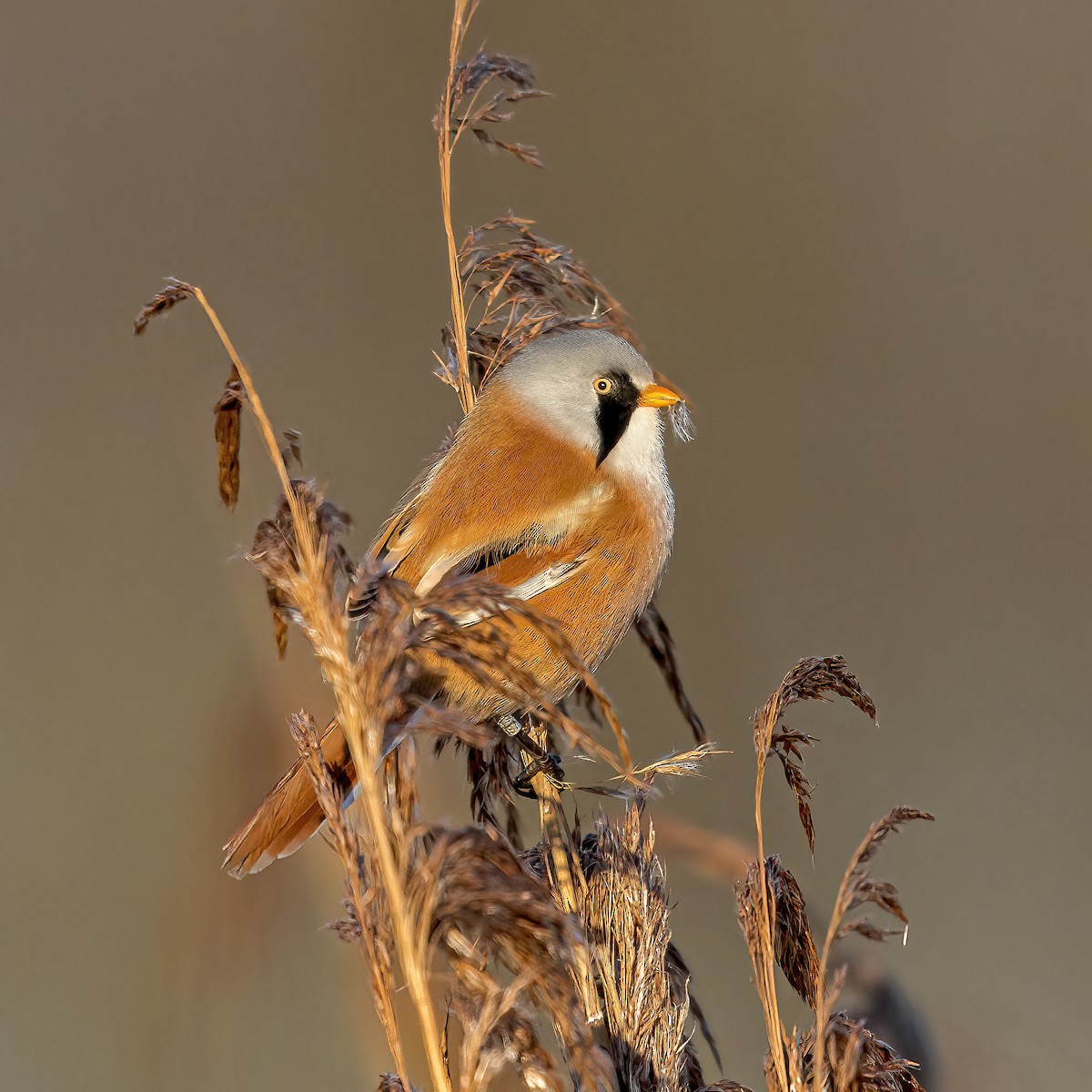 Bearded Reedling - ML563095901