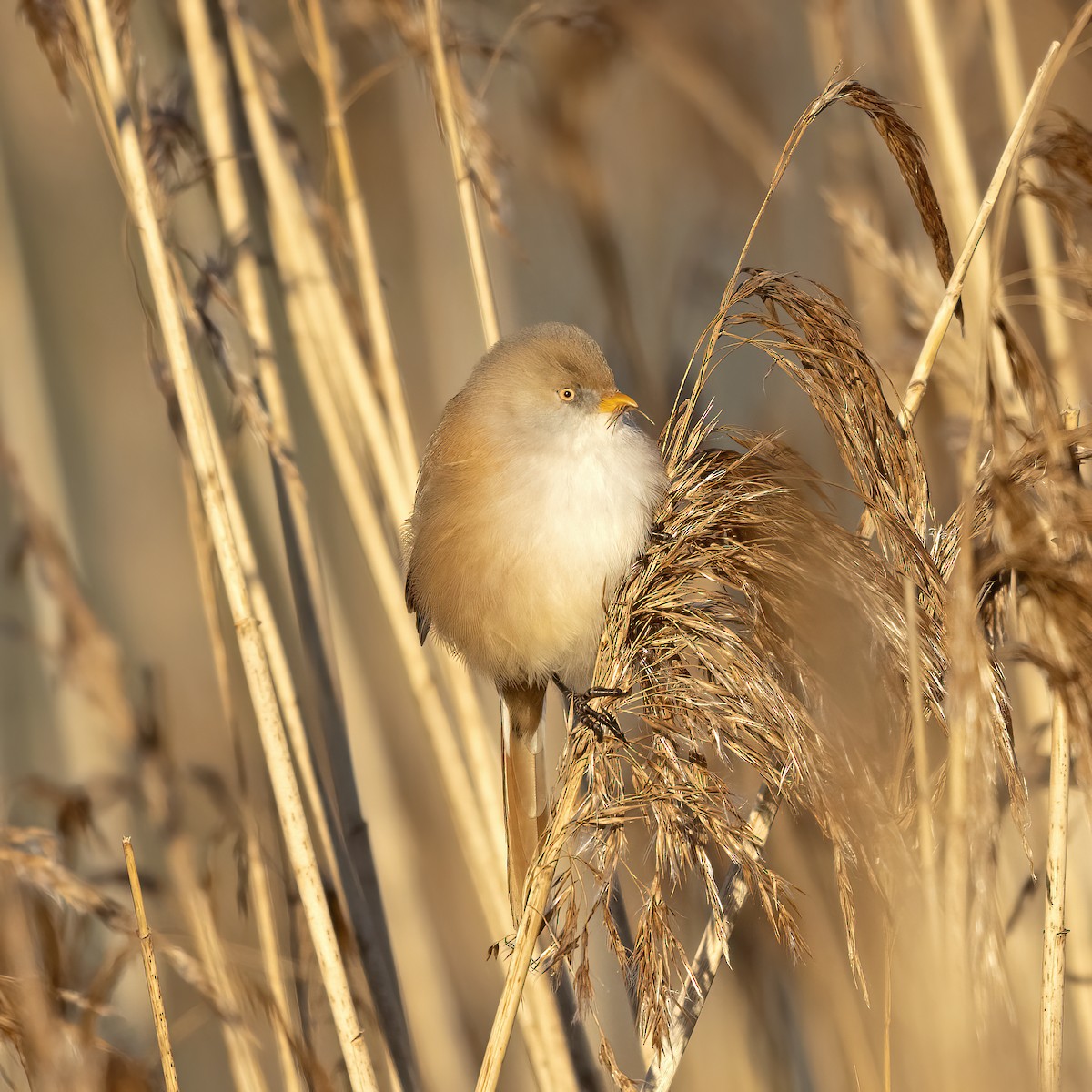 Bearded Reedling - ML563095911