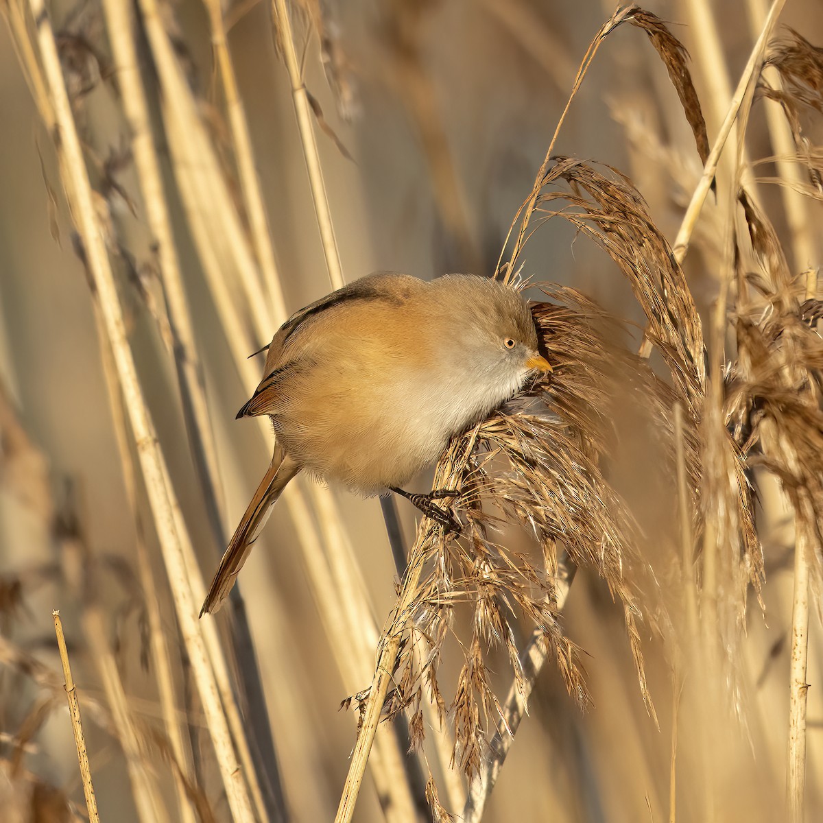 Bearded Reedling - ML563095931