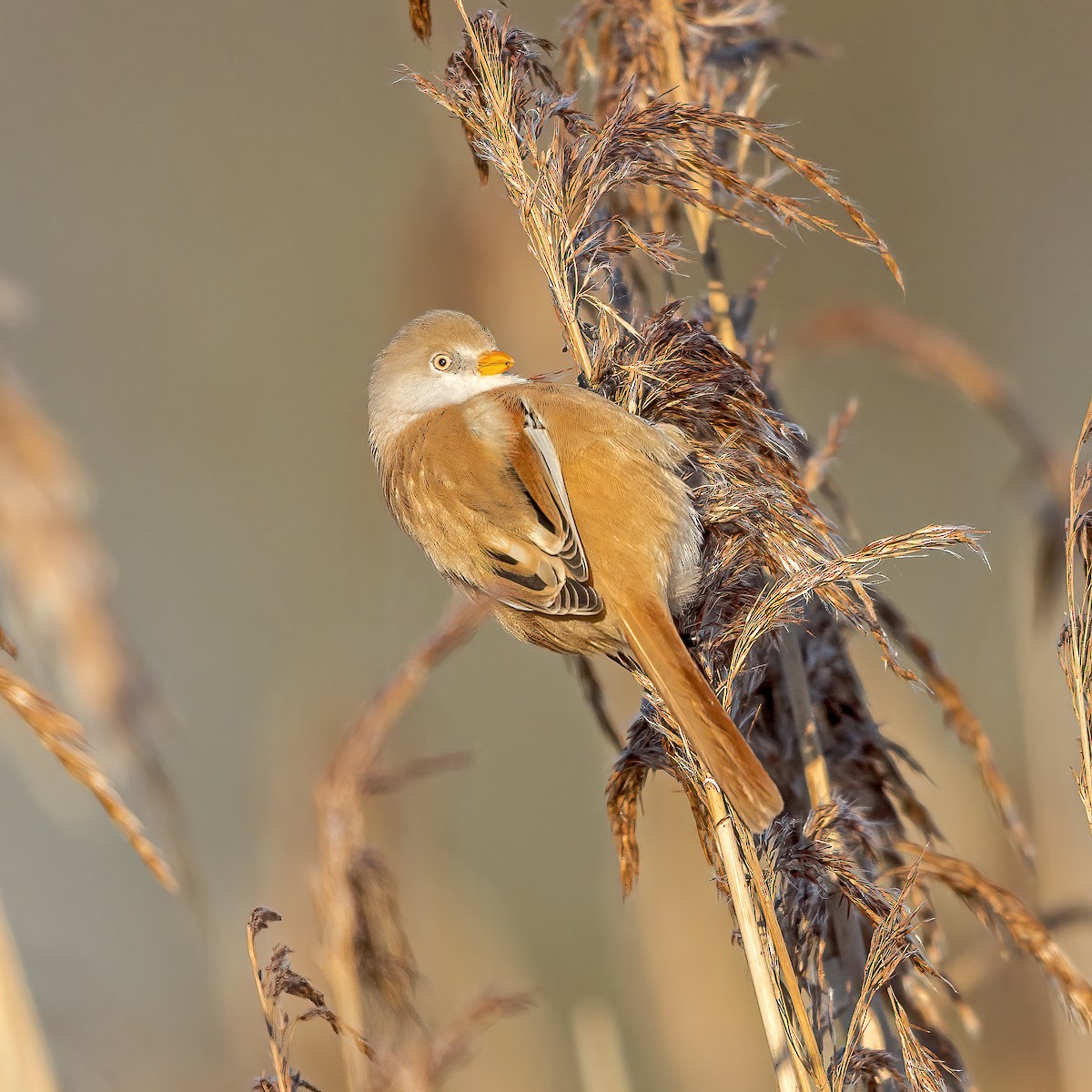 Bearded Reedling - ML563095951