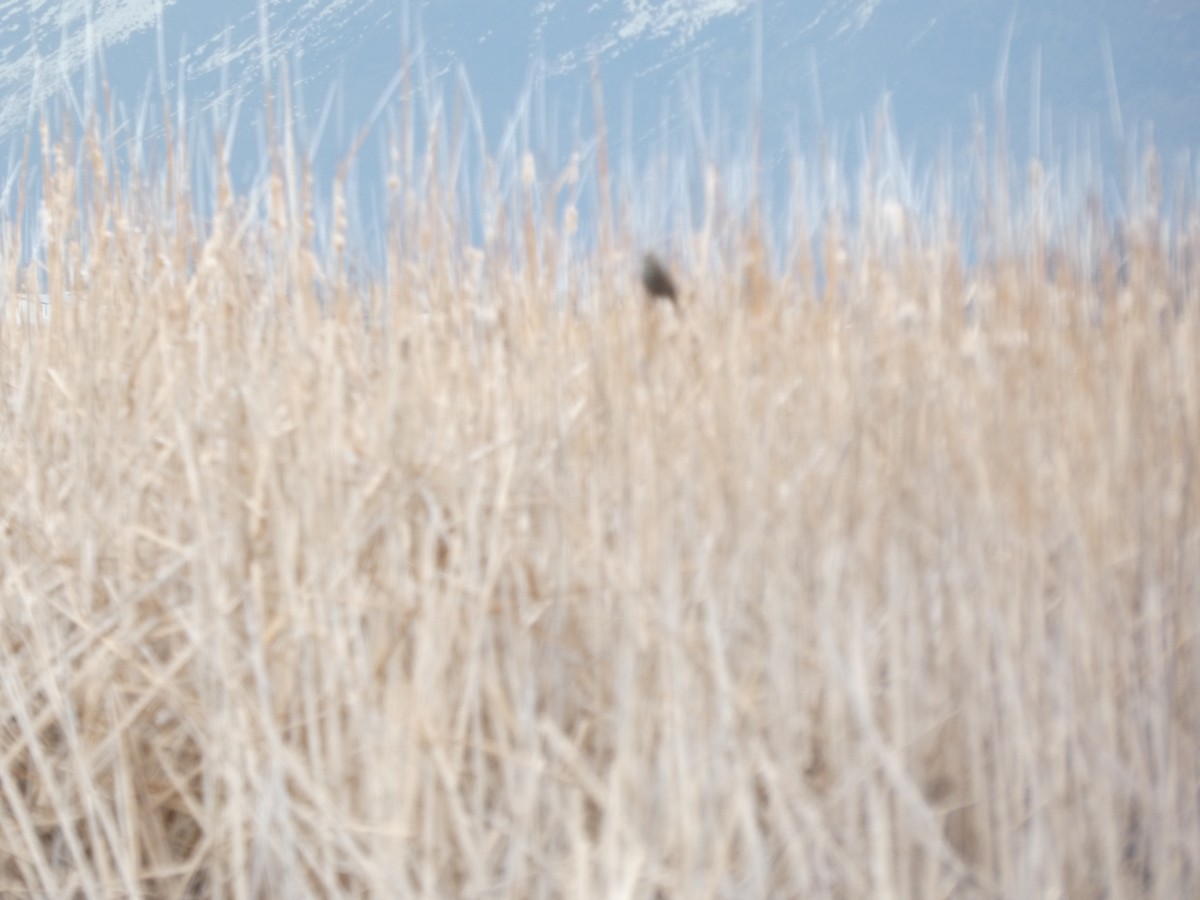 Red-winged Blackbird - ML563096271