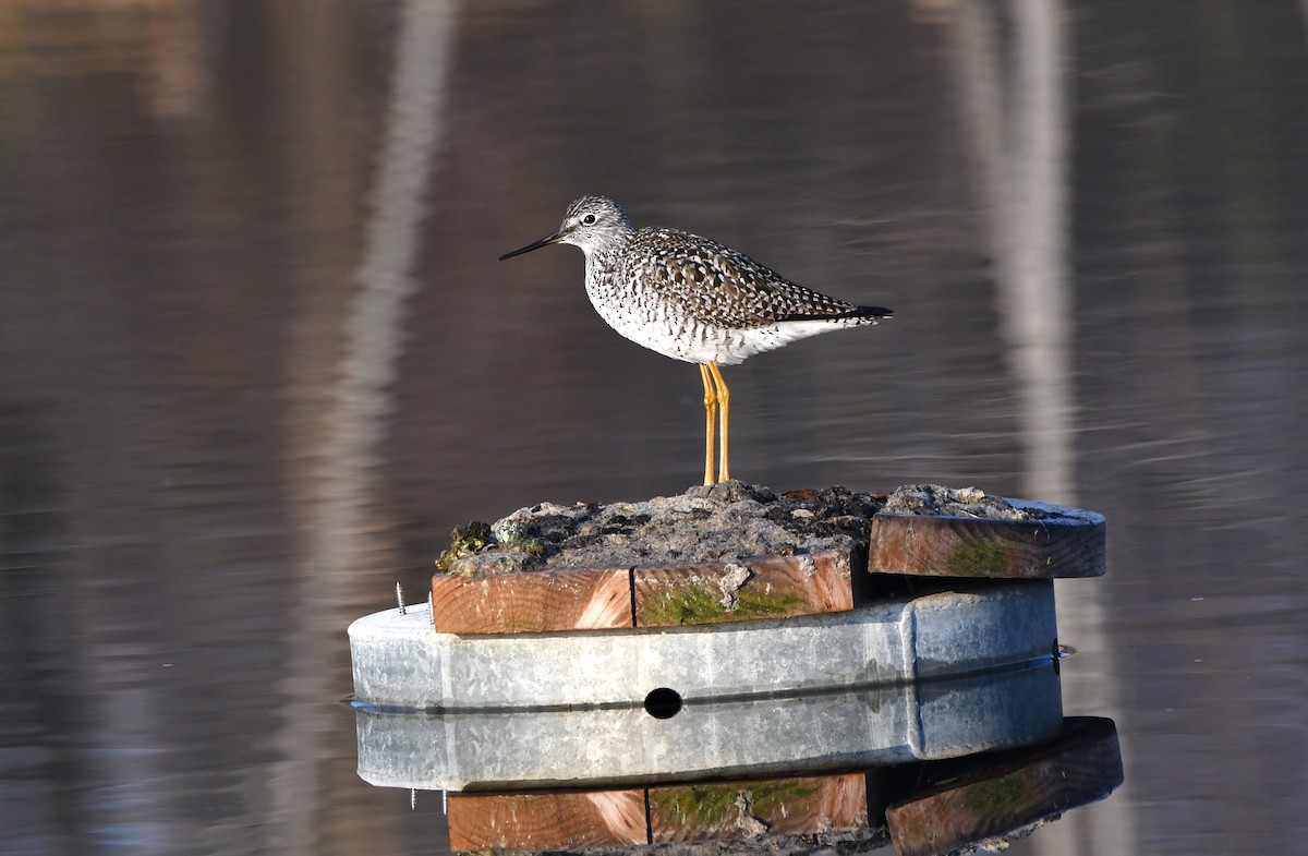 Greater Yellowlegs - Stéphane Barrette