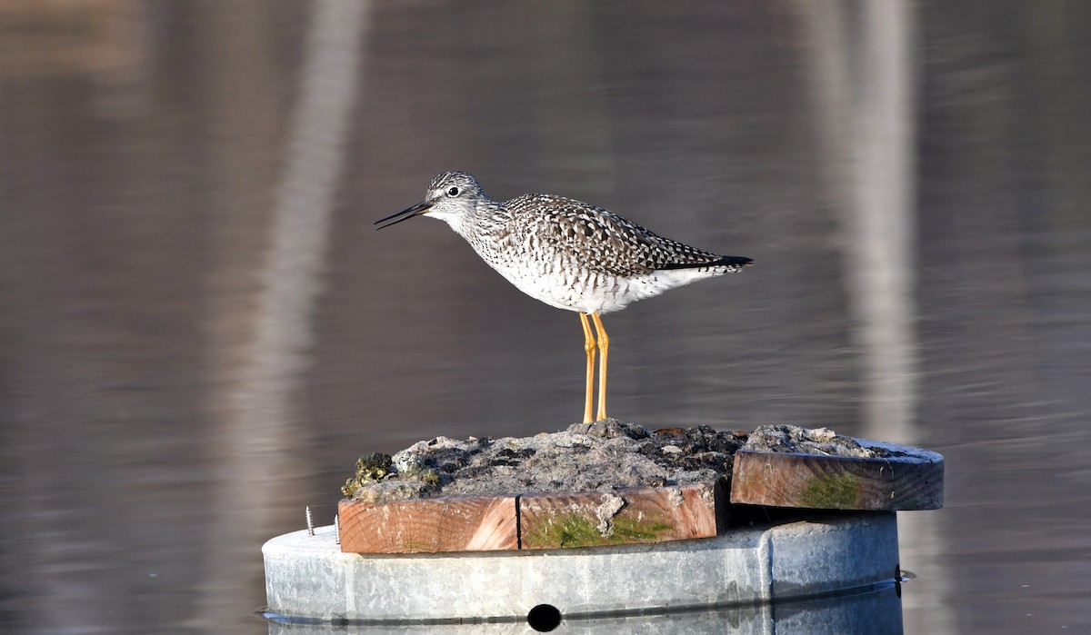 Greater Yellowlegs - ML563096521