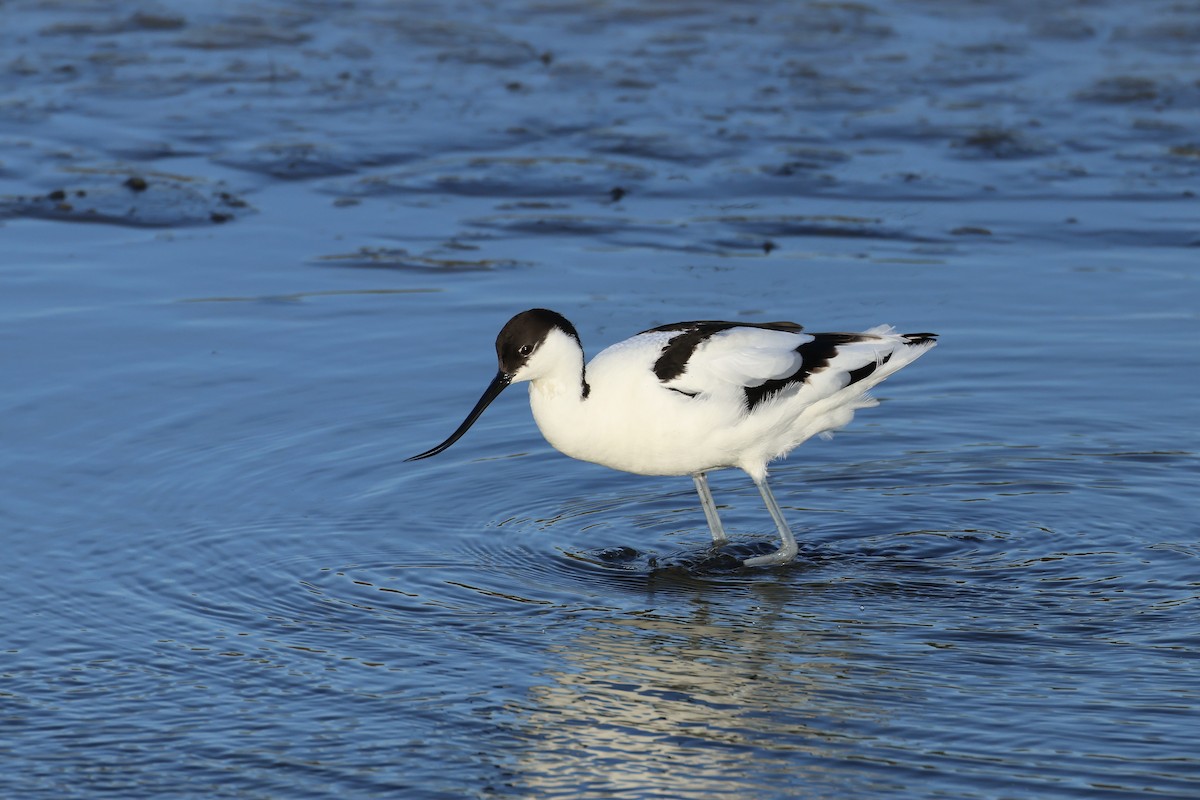 Pied Avocet - ML563096661