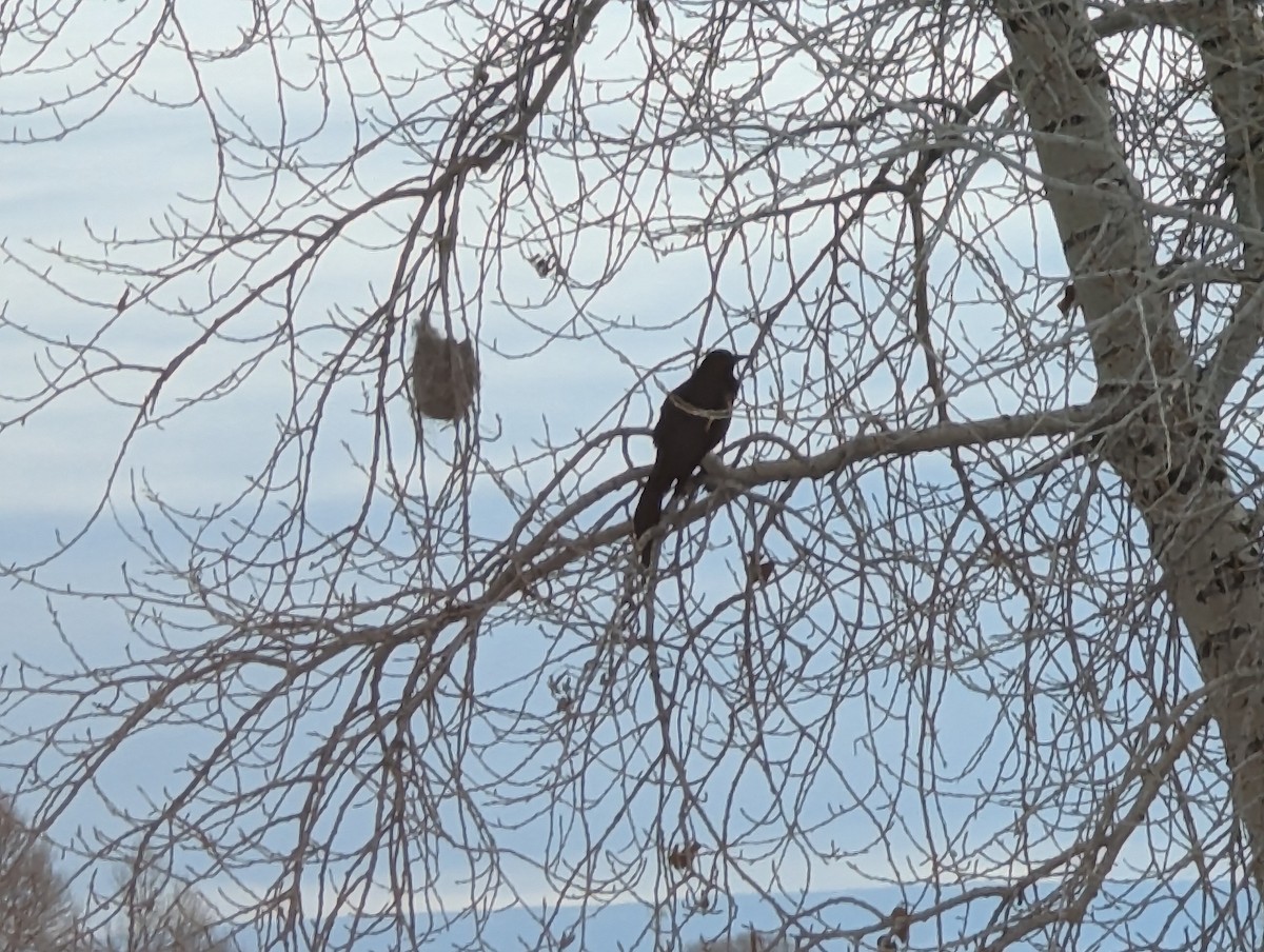 Great-tailed Grackle - Chayse Thompson