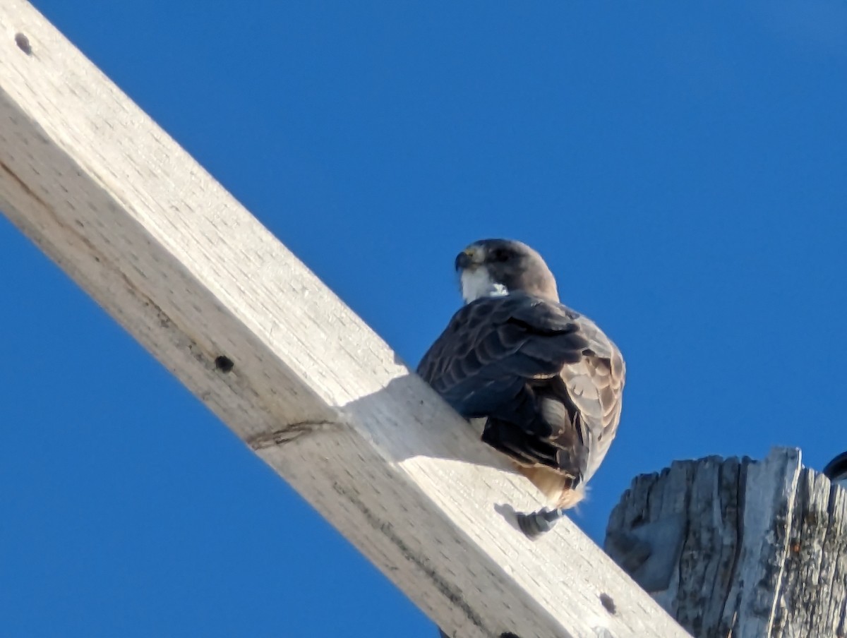 Swainson's Hawk - ML563097621