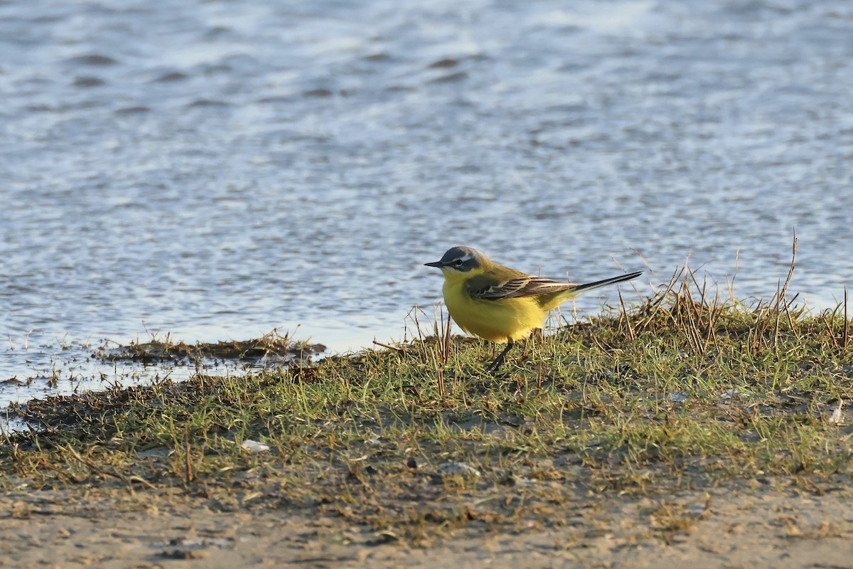 Western Yellow Wagtail - E R