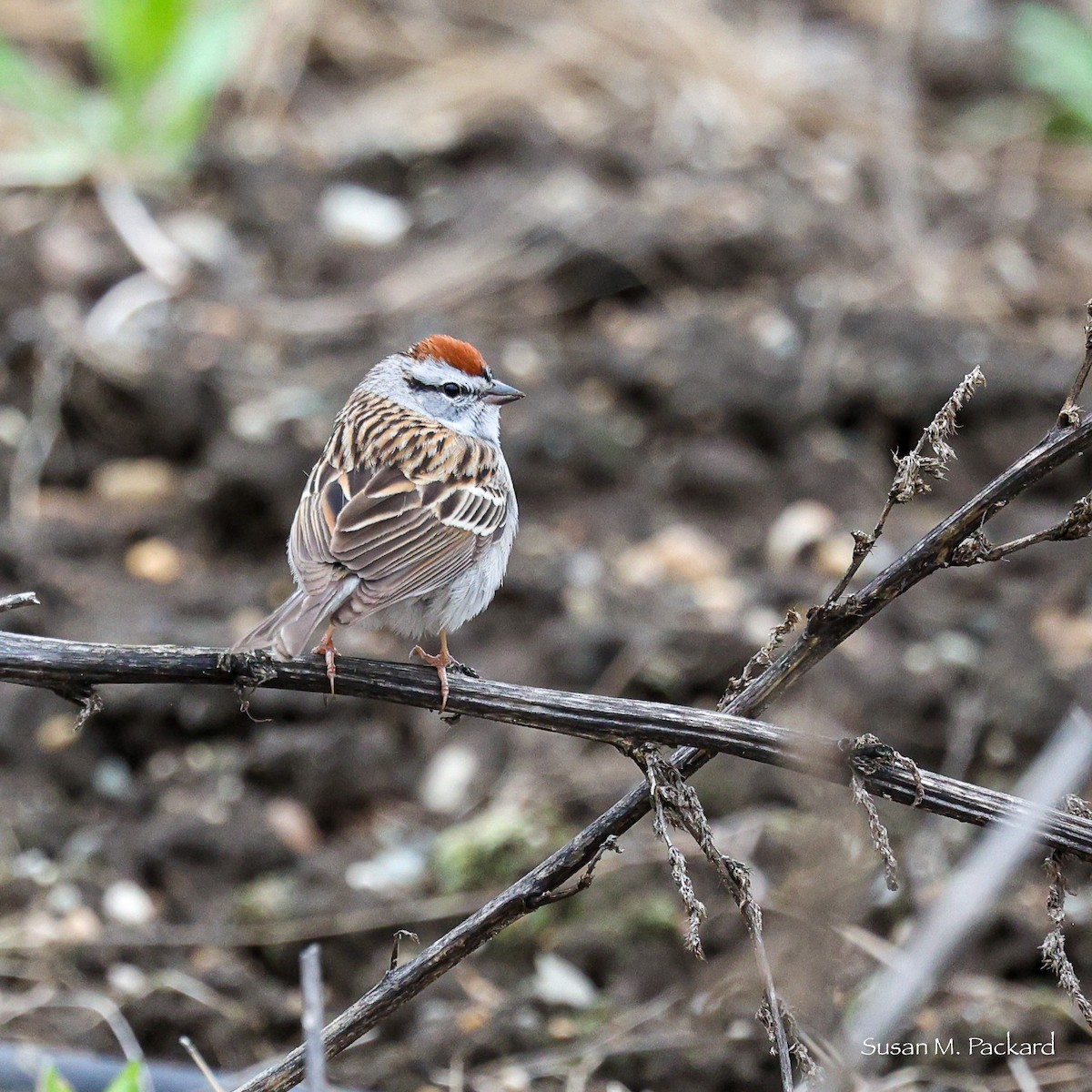 Chipping Sparrow - ML563099821