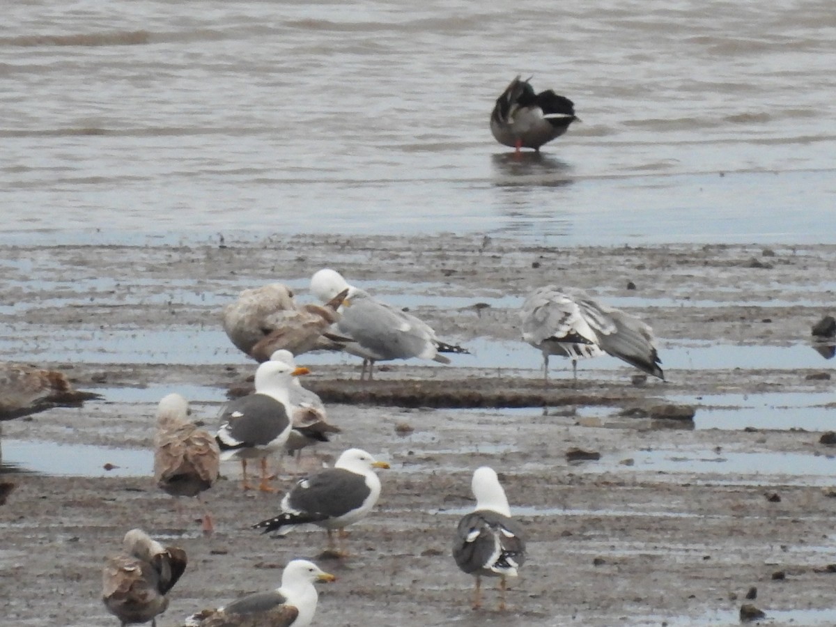 Lesser Black-backed Gull - ML563101271