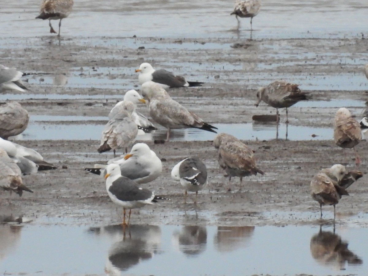 Lesser Black-backed Gull - ML563101291