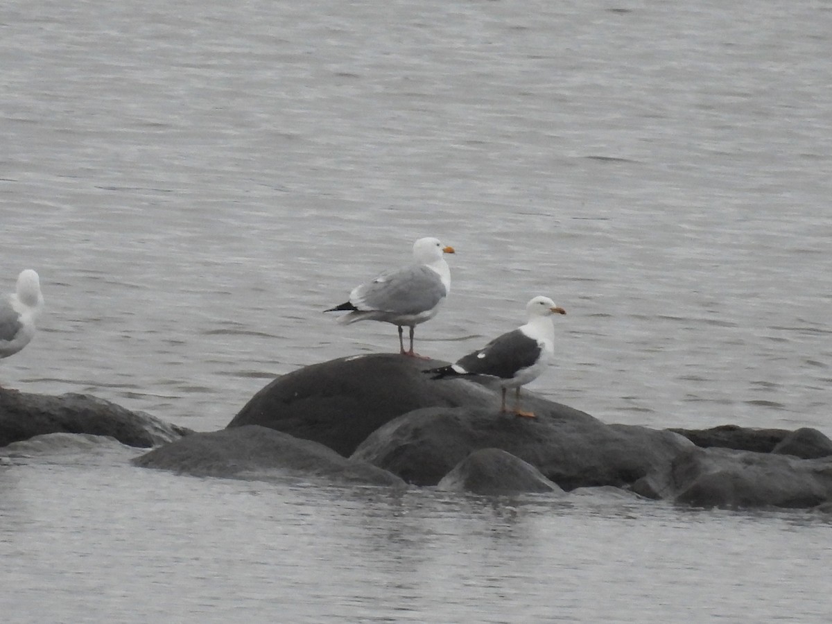 Lesser Black-backed Gull - ML563101301