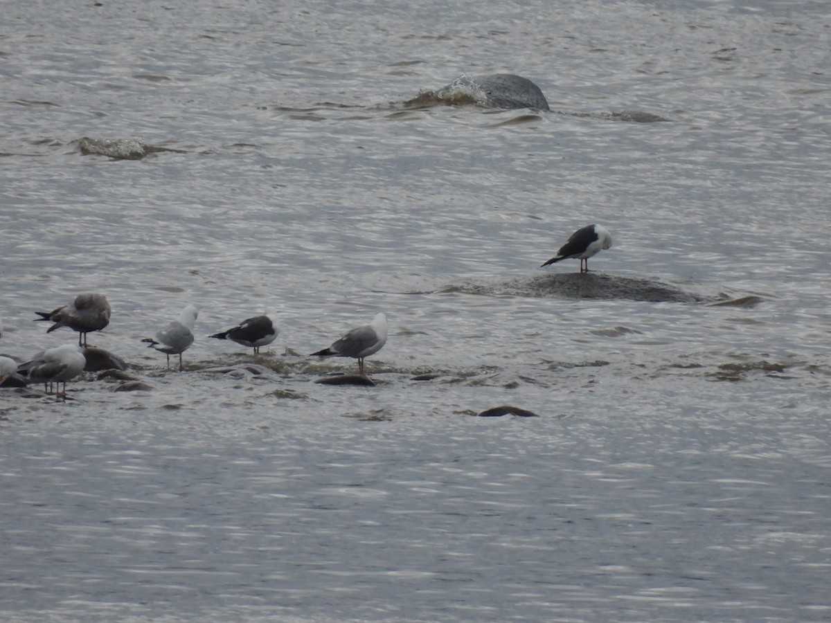 Lesser Black-backed Gull - ML563101321