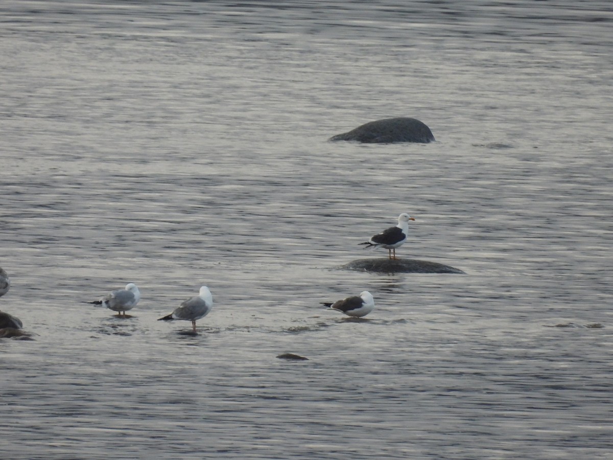 Lesser Black-backed Gull - ML563101351