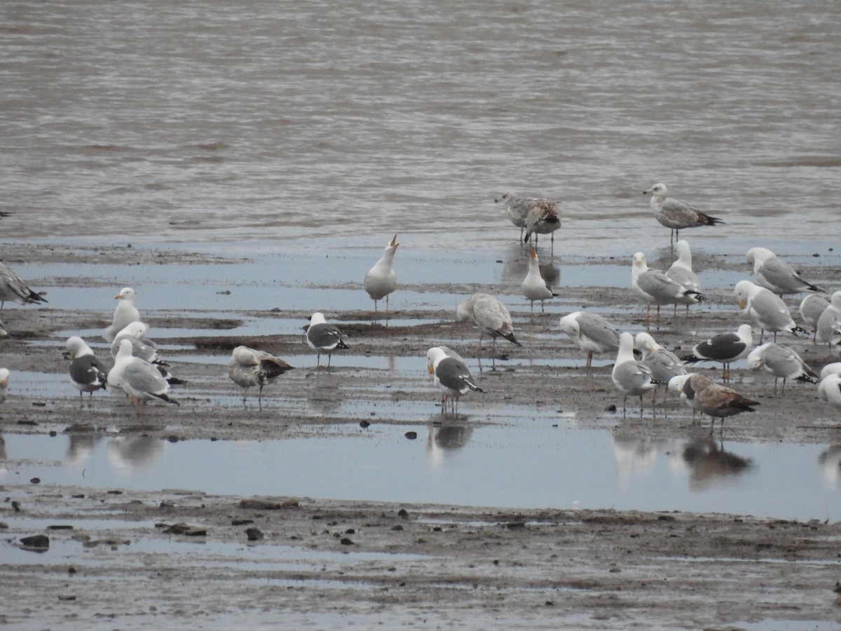 Lesser Black-backed Gull - ML563101361