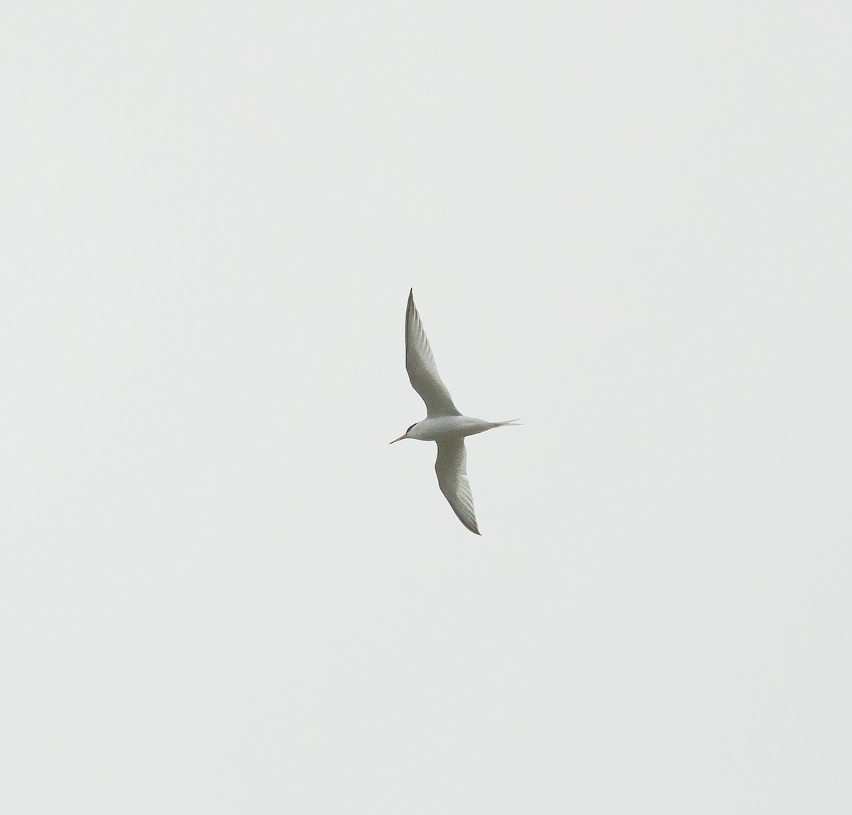 Little Tern - ML563102361