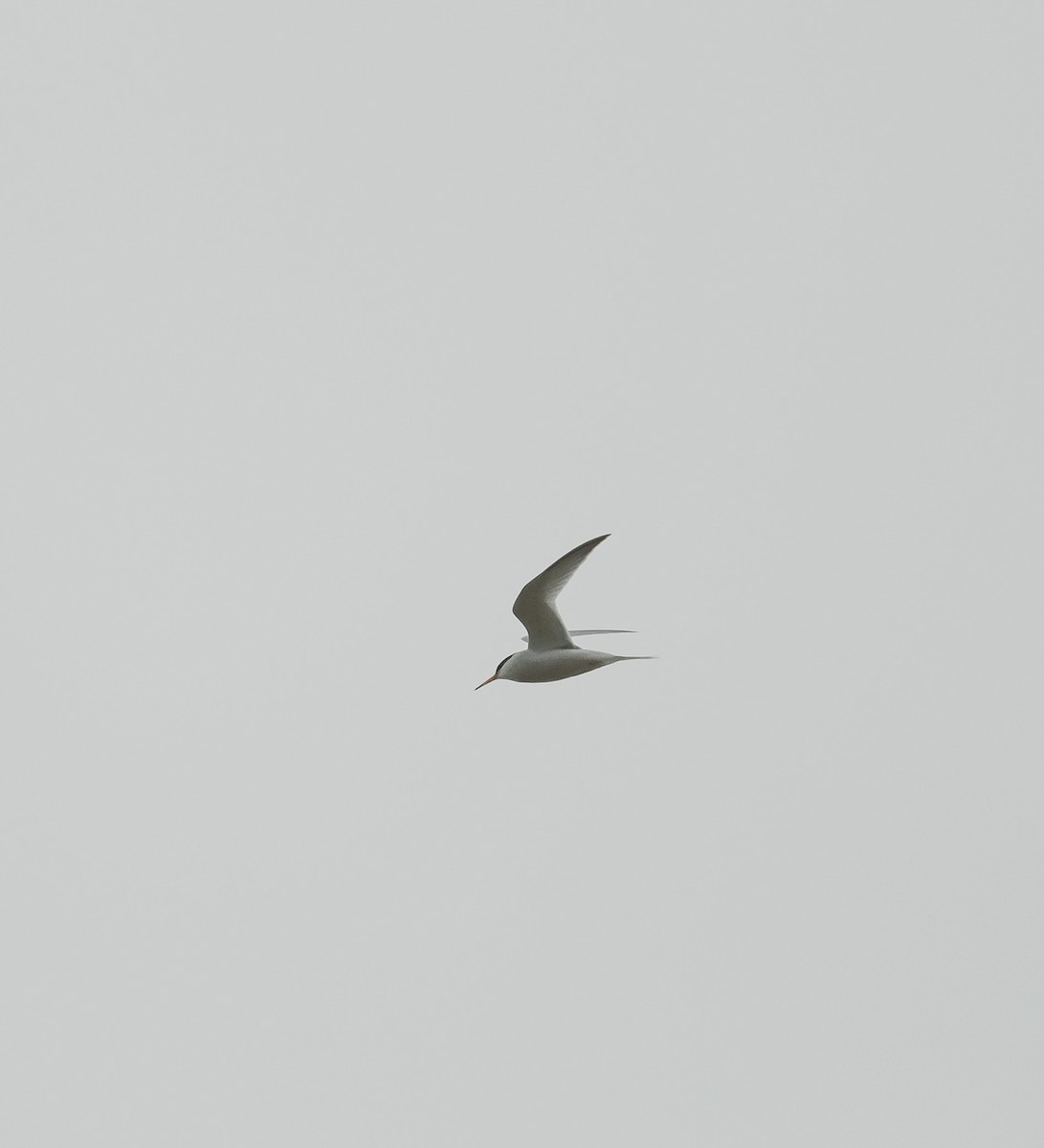 Little Tern - ML563102381