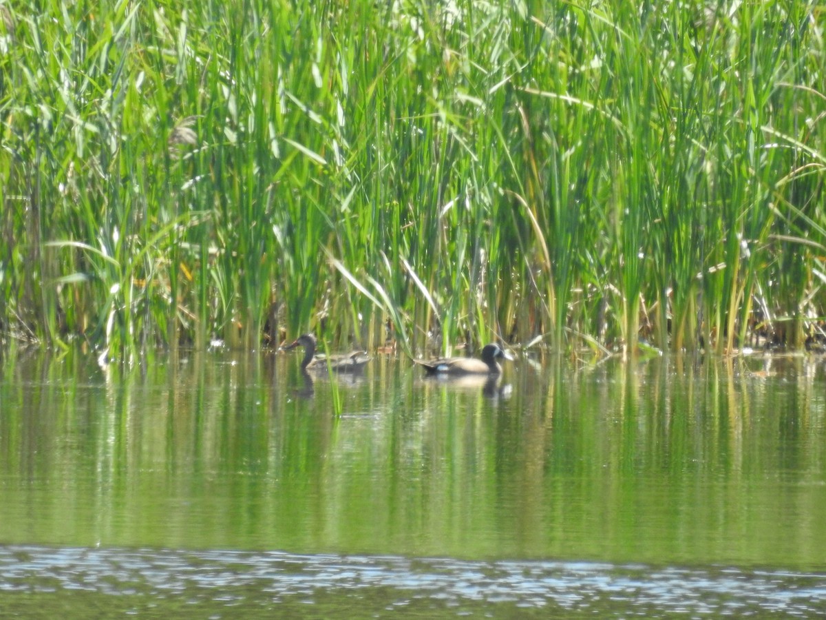 Blue-winged Teal - David McLean