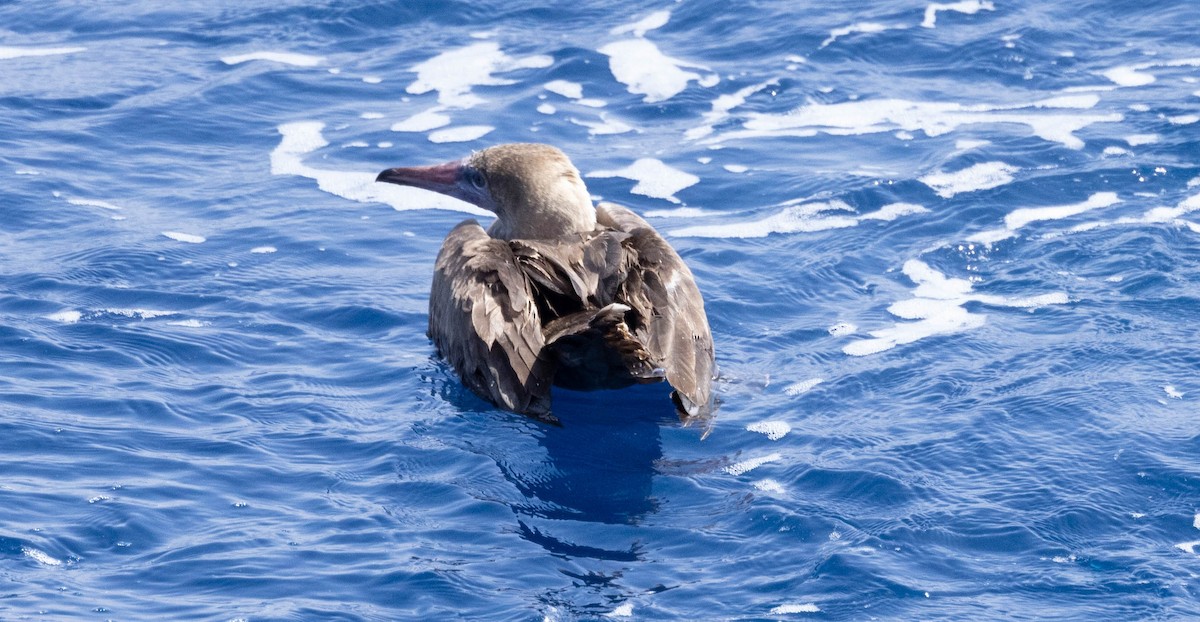 Red-footed Booby - ML563104071