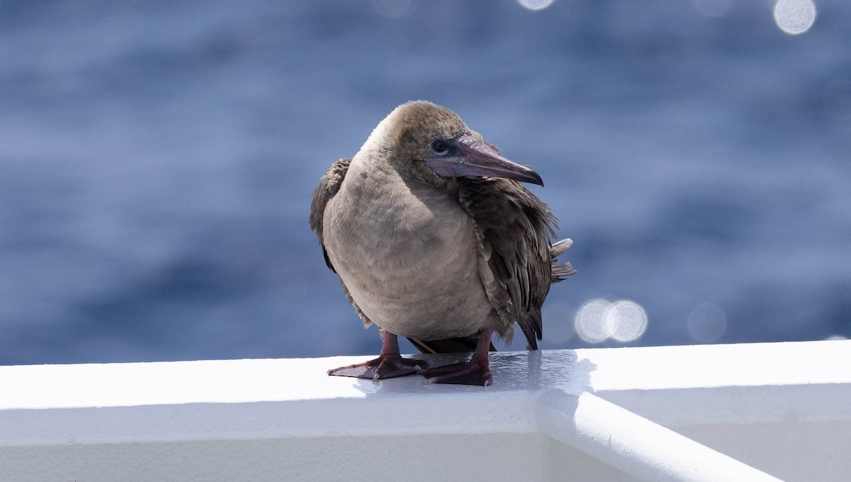 Red-footed Booby - ML563104081