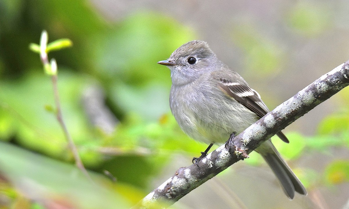 Hammond's Flycatcher - ML563104531