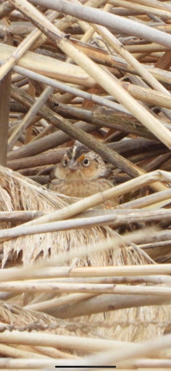 Grasshopper Sparrow - WNY Records