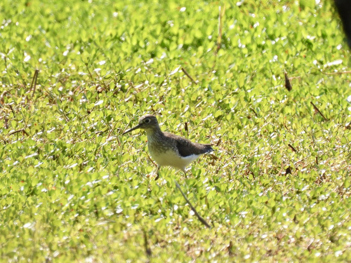 Solitary Sandpiper - ML563105031