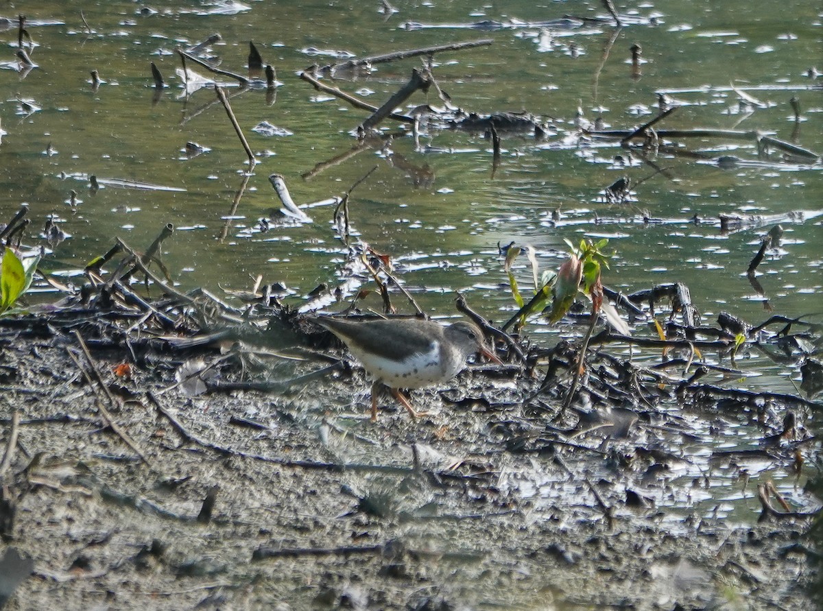 Spotted Sandpiper - ML563106481