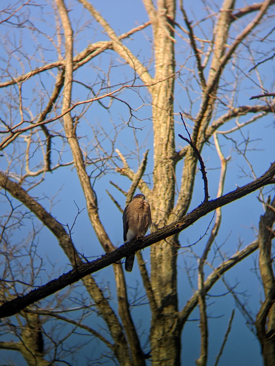 Cooper's Hawk - ML563108201