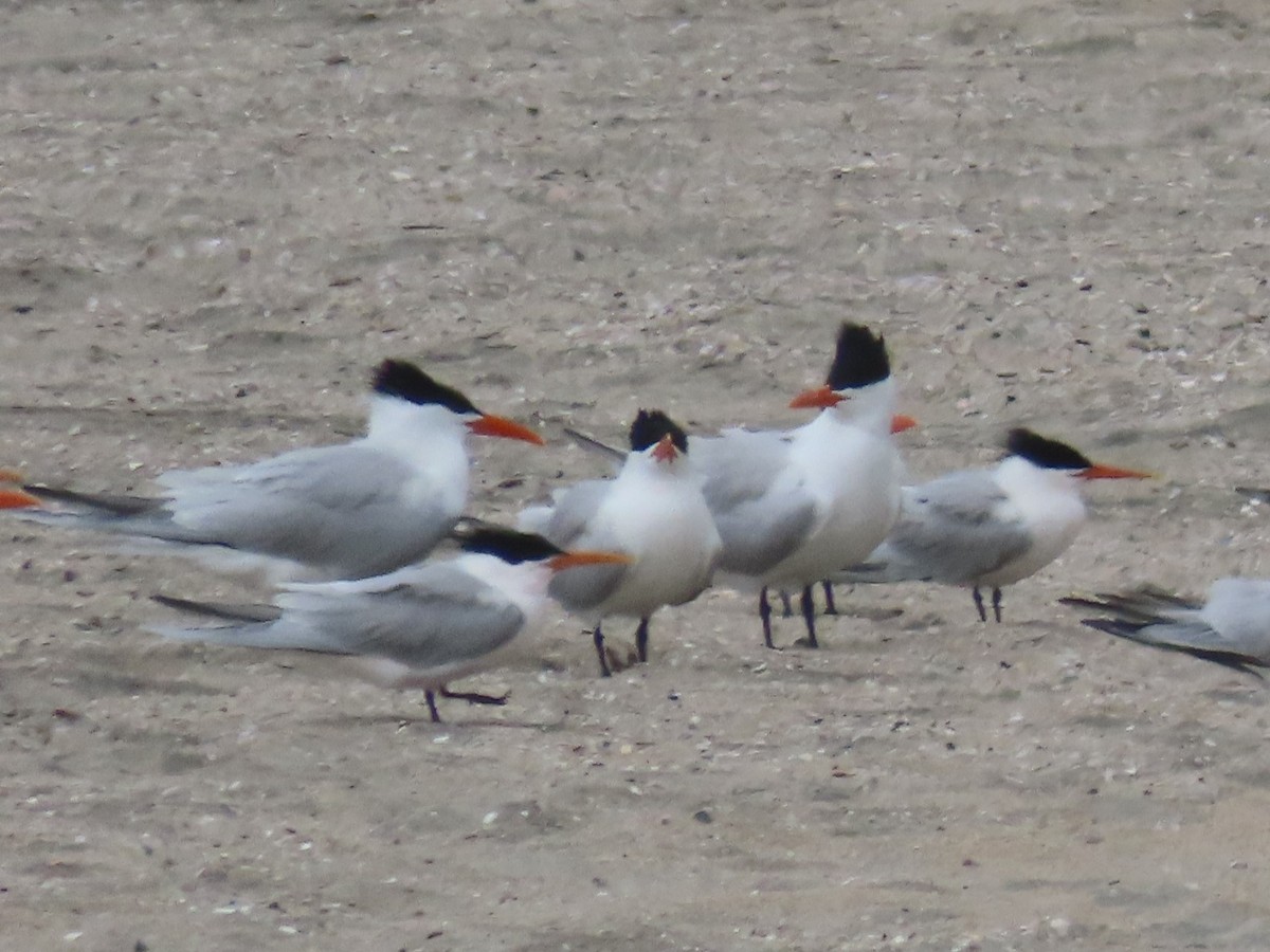 Elegant Tern - ML563109421