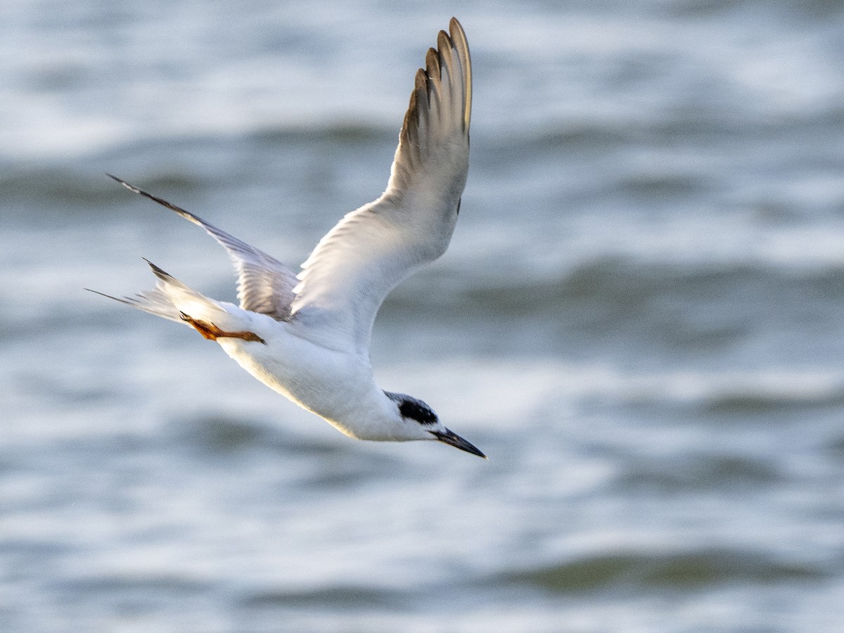 Forster's Tern - ML563110141