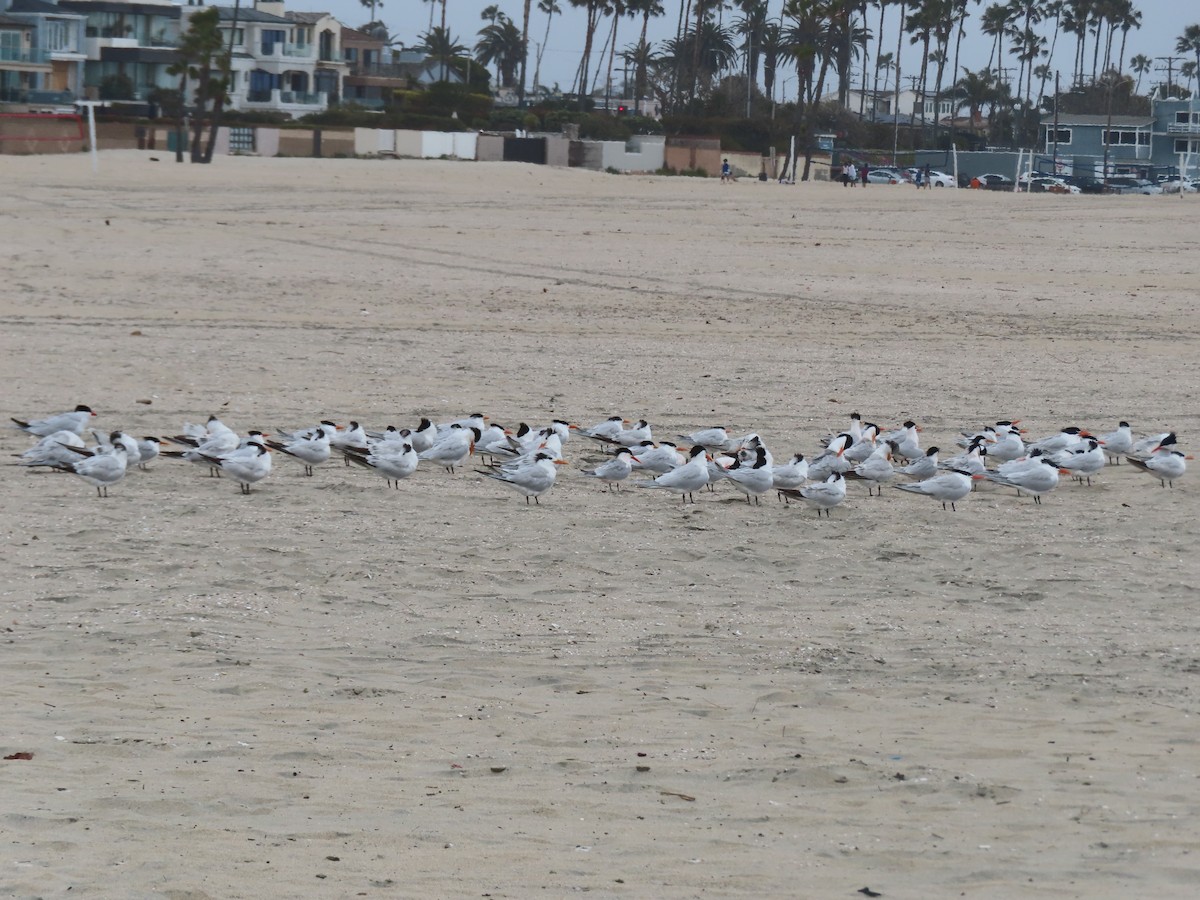 tern sp. - Karen Richardson