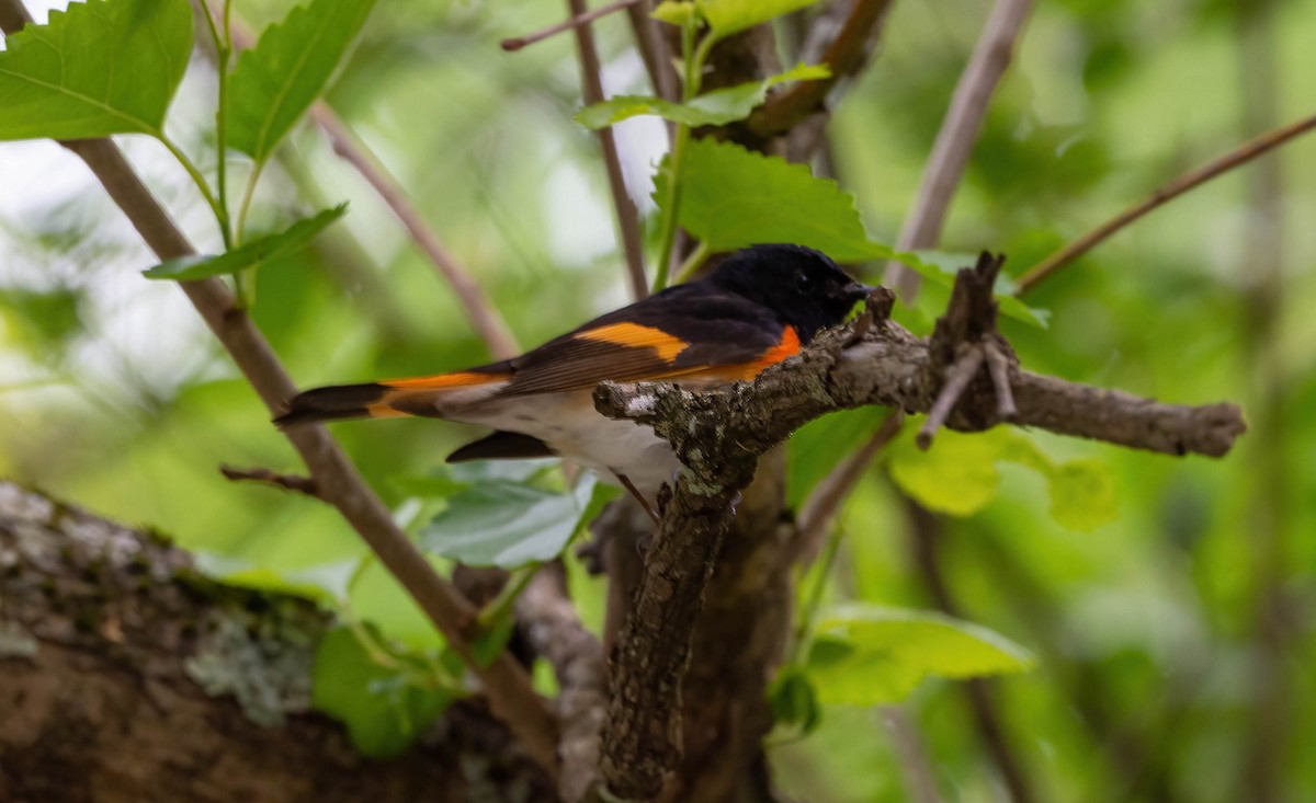 American Redstart - ML563112001