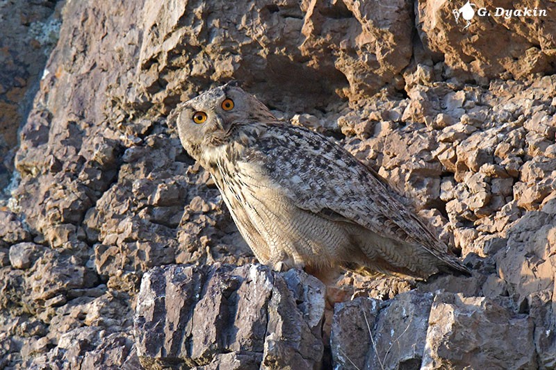 Eurasian Eagle-Owl - ML563112841