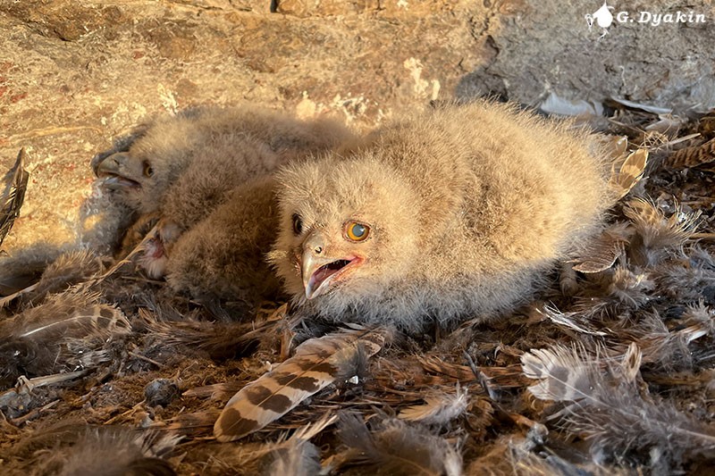 Eurasian Eagle-Owl - ML563112891