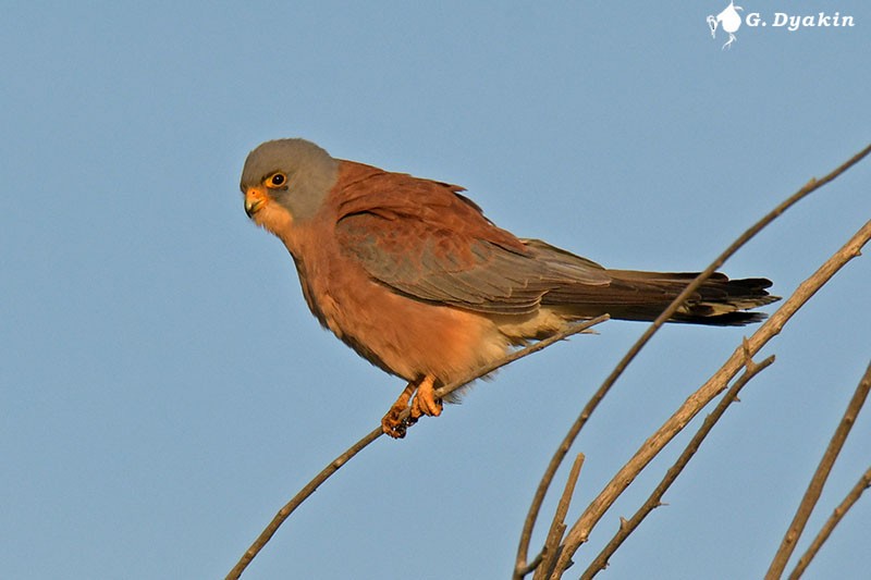 Lesser Kestrel - ML563112961