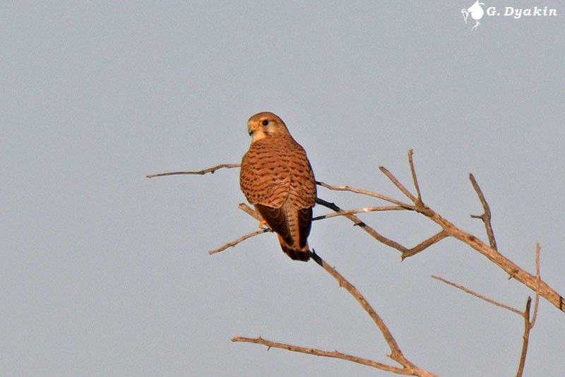 Lesser Kestrel - ML563113031