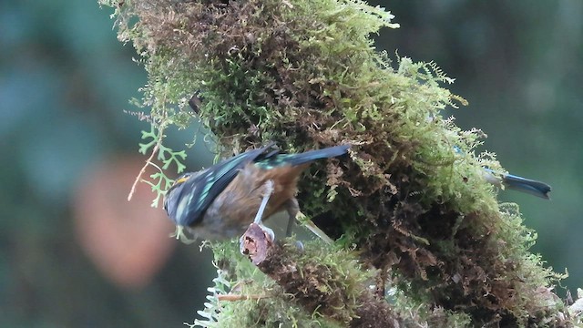 Flame-faced Tanager (Yellow-faced) - ML563113271